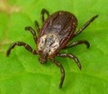 Dermancantor reticulatus tick