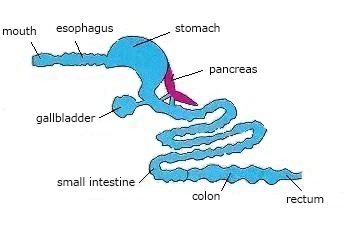 digestive-system