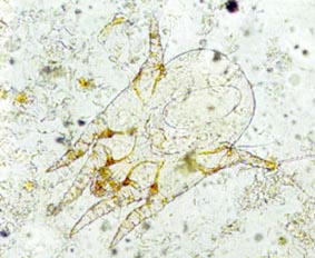 ear-mites