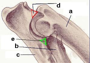elbow-dysplasia