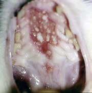 eosinophilic-granuloma-cat