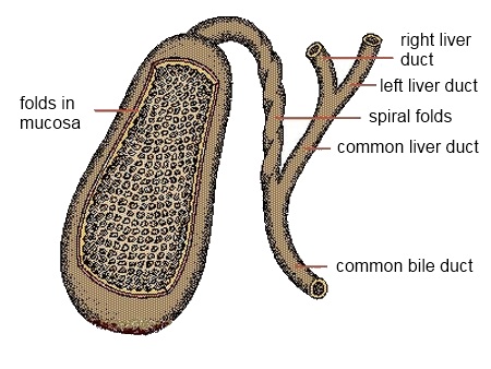 gallbladder