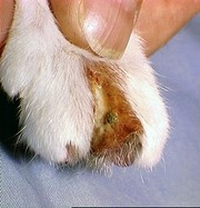 granuloma-cat