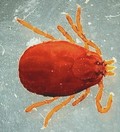 Rhipicephalus sanguineus tick