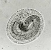 roundworm-egg