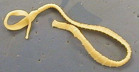 Background information tapeworm at a dog, dog, cat, rodent, guinea pig and  rabbit.